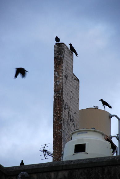 廃墟にカラスはよく似合う